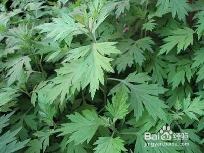 子宫肌瘤可多吃活血调激素的食物