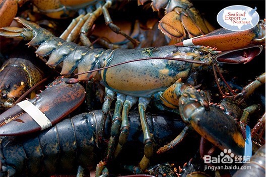 跳入龙虾大坑前,先读这篇入坑说明书