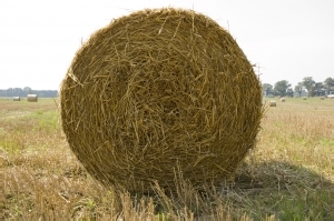 股票行业分析——农业分析上篇