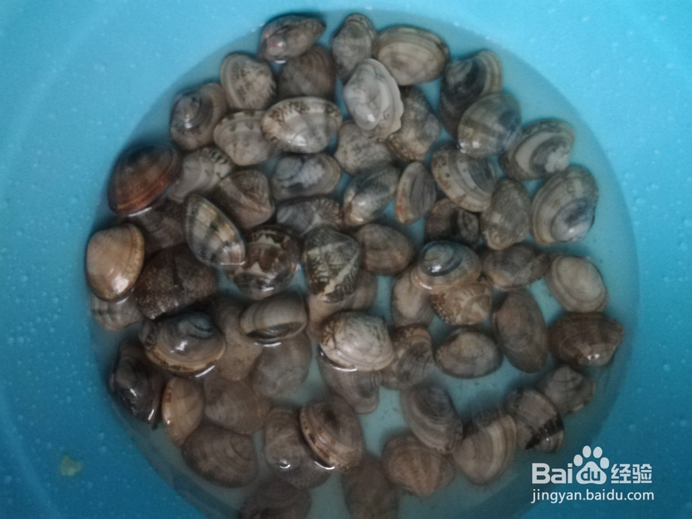 海味之清炒花蛤