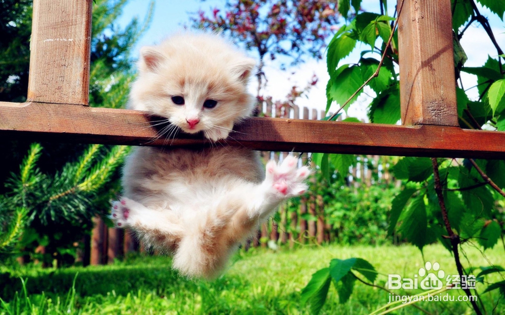 小猫咪不吃饭怎么办？怎么解决？