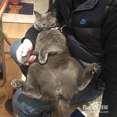 猫咪晕车怎么办