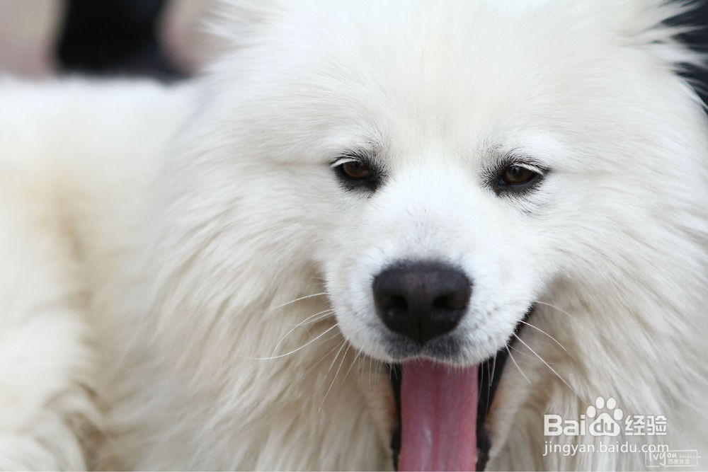 怎么判断狗狗有没有狂犬病 判断狗狗狂犬病方法