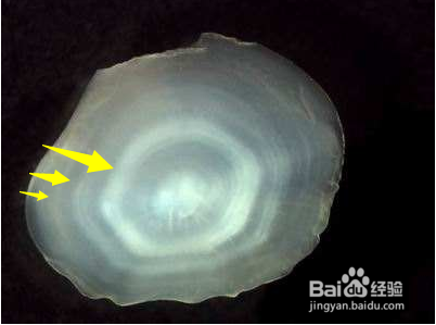 如何判断鱼的年龄