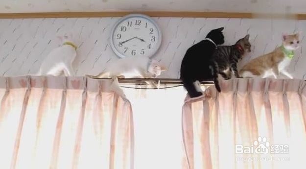 猫咪为什么喜欢高处?高处有哪些吸引力?