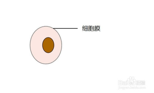 动物细胞怎么画