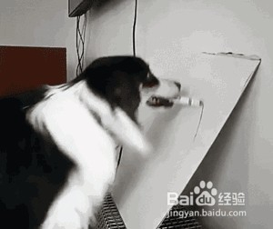 狗狗不但文武双全,还琴棋书画,简直是宠物界的