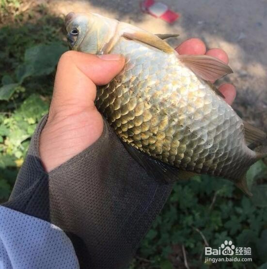 丈母娘家边的野塘,也能钓到巨物。