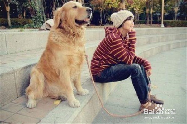 新手养狗的注意事项