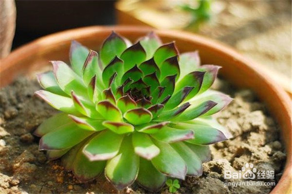 观音莲的养殖方法？