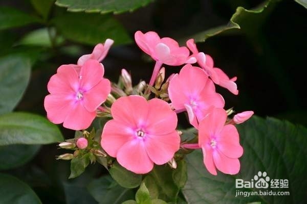 非州凤仙花的养护技巧