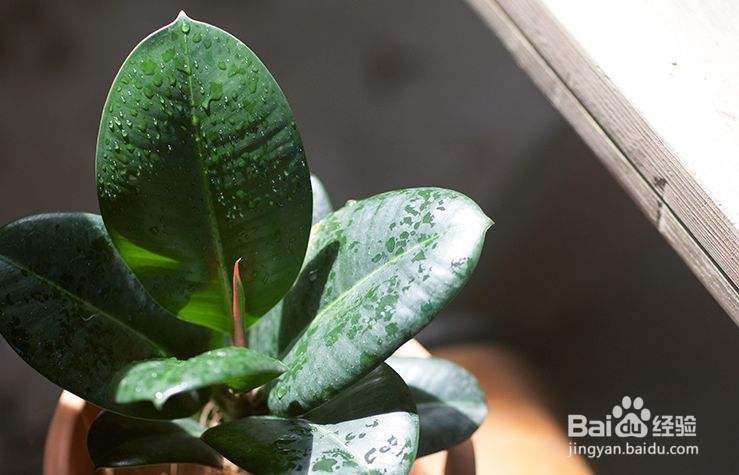 象皮树冬季怎么养