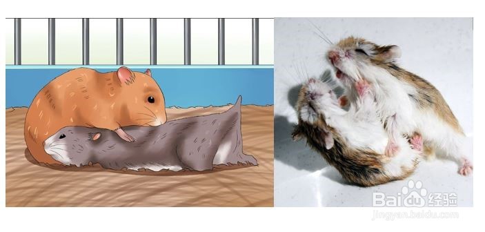 怎么判断仓鼠年龄