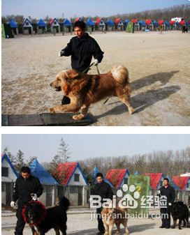 如何训练藏獒