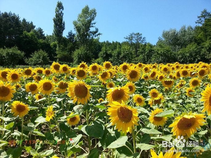 富良野美瑛一日游攻略