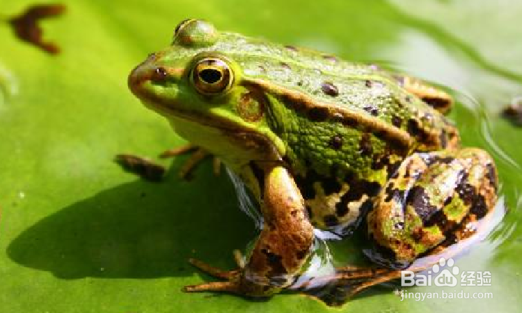 怎样区分青蛙和蟾蜍