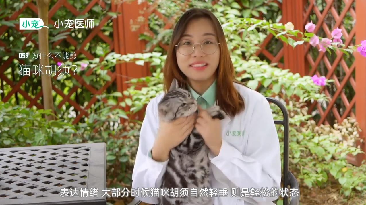 猫咪胡须有什么作用
