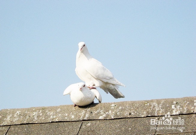 女性秋季补血吃什么