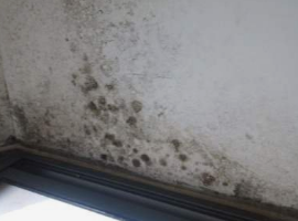 墙体发霉处理
