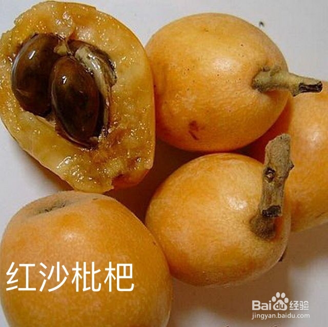 枇杷的分类与价值图解