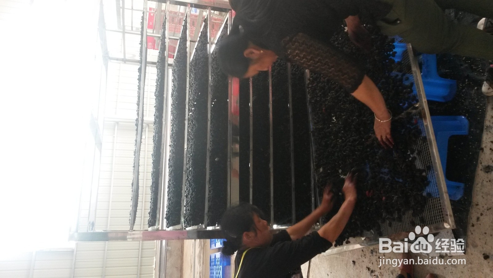 桑葚烘干机的作用,桑椹烘干机的使用