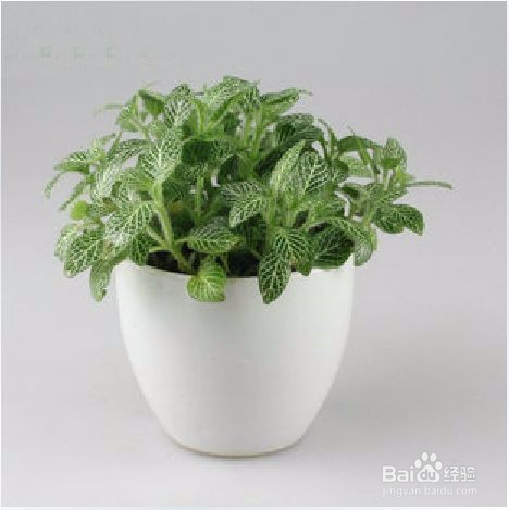 ​盆栽白网纹草的诀窍