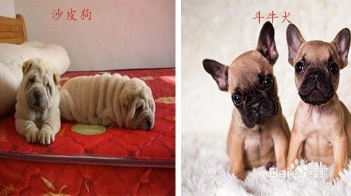 沙皮狗和斗牛犬的区别 百度经验 沙皮狗和斗牛犬的区别 百度经验