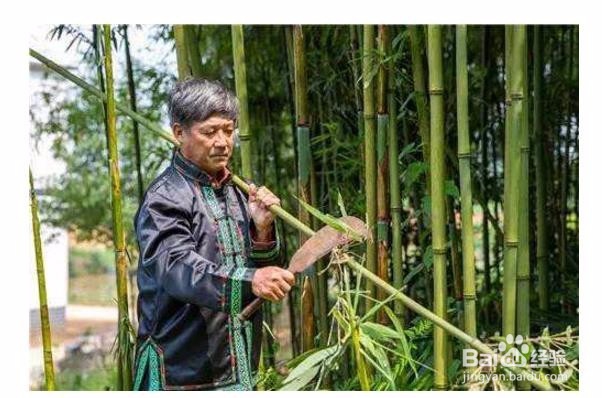 竹子怎么处理能弯曲
