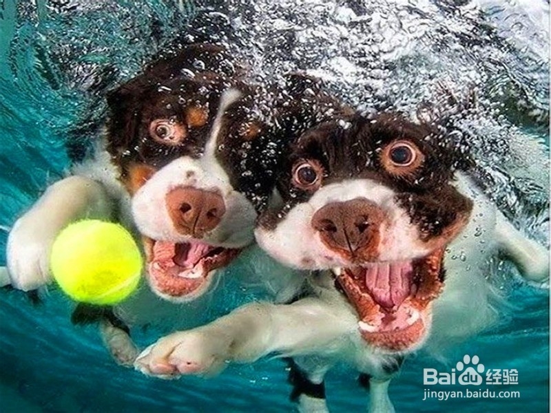 怎么训练狗狗接球