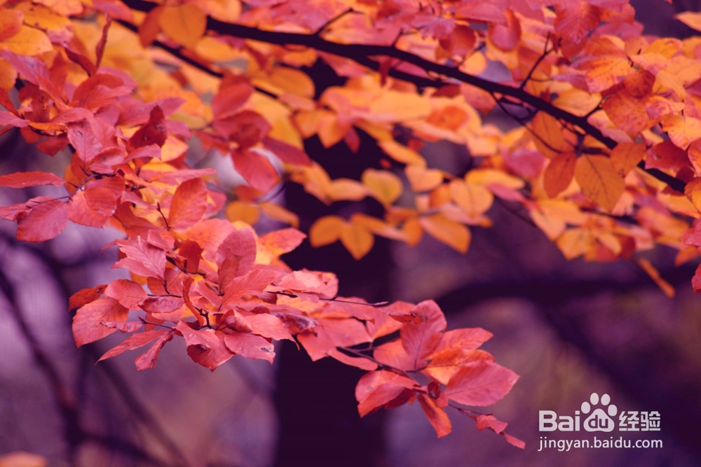 PS怎么改变图片的颜色？