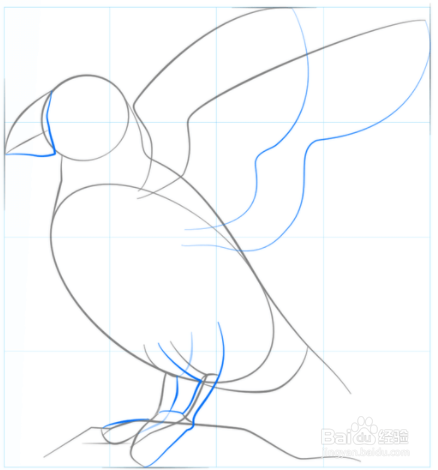 如何绘制海雀