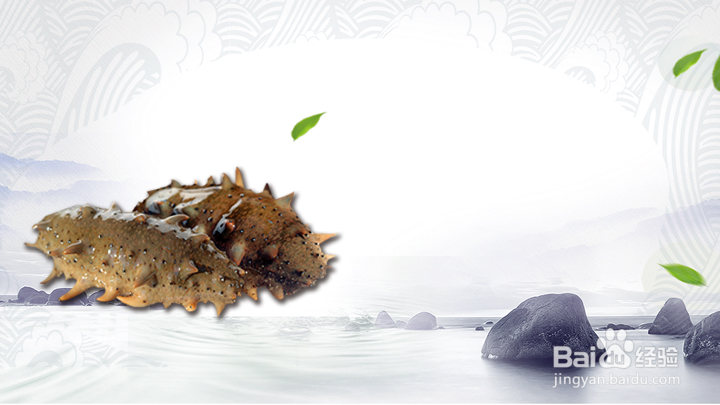 参家人海参：详解海参