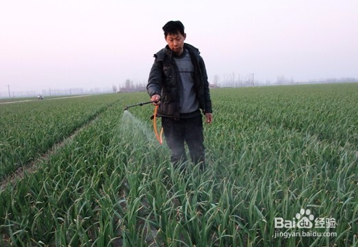 大蒜叶枯病怎么防治?