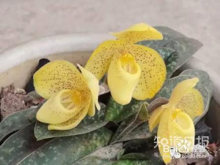 100种兰花品种图鉴，花开瞬间，艳冠群芳！
