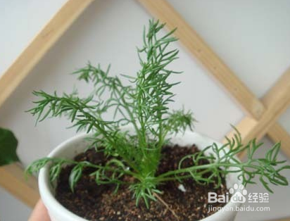 洋甘菊种子的种植方法