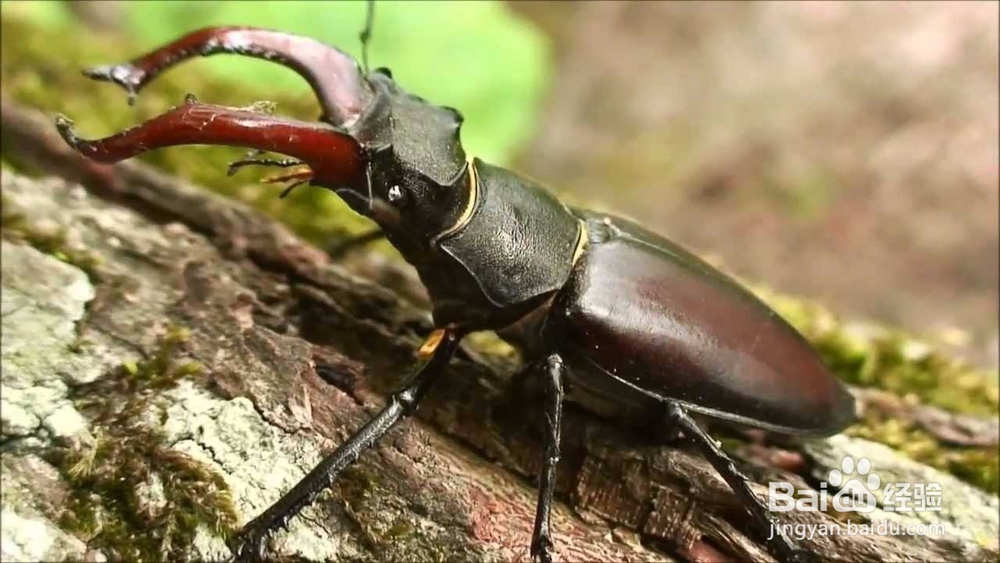 锹甲虫怎么养教程