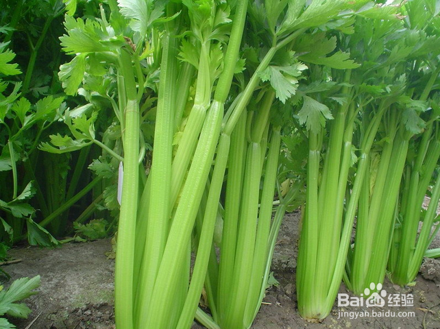 怎样分辨容易让人过敏的食品