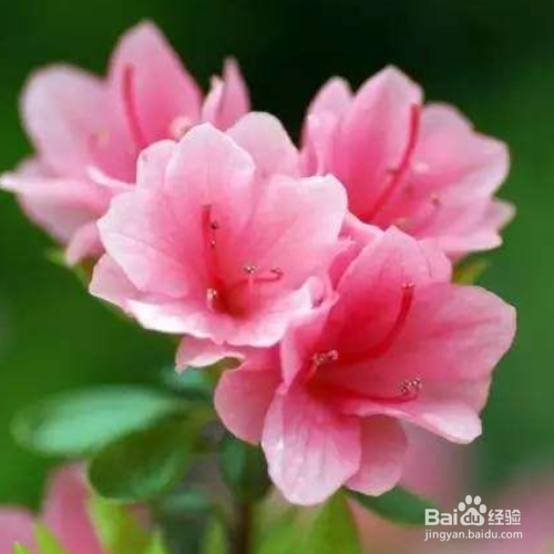 杜鹃花叶子发黄怎么治