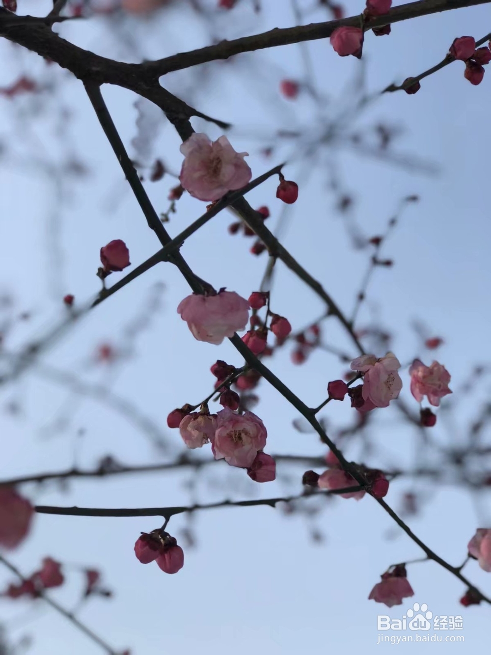 圣诞节怎样发朋友圈