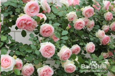 蓝妖：不可错过的经典灌木月季品种介绍