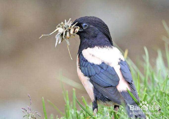 蝗虫的天敌是什么？