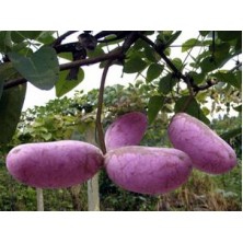 精准扶贫农家欢喜村民快乐记实