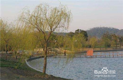 佘山森林百鸟苑旅游攻略