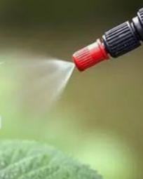 生菜长虫子怎么处理