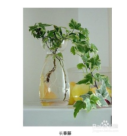 室内植物大全