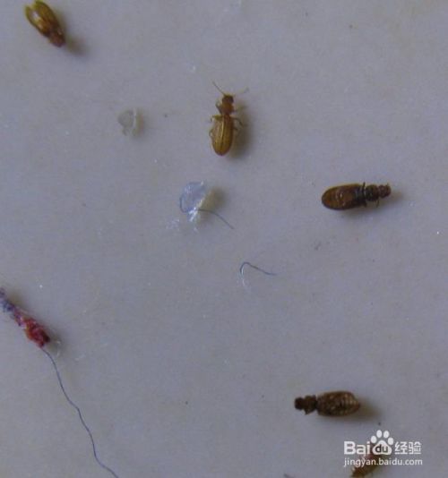 树上小虫子怎么消灭 05e24be983aee8d776279c5c6b781431deb666a0.jpg?x-bce-process=image%2Fresize%2Cm_lfit%2Cw_500%2Climit_1%2Fquality%2Cq_80