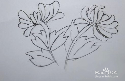 怎样画出菊花的简笔画