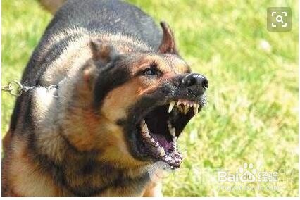 路上遇到狗狗该怎样保护自己