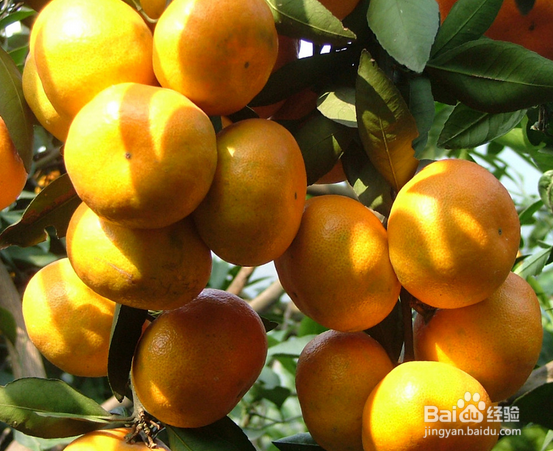 吃水果的注意事项（二）