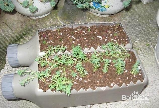 用塑料瓶做花盆